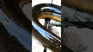 #quiche #bigfishvideos #carpfishing #catfish #fishing #fish #fishinglife