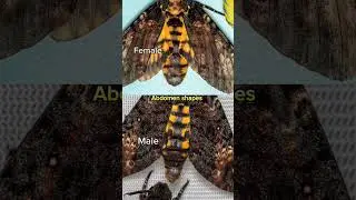 How to know Male or Female moth #moths #moth