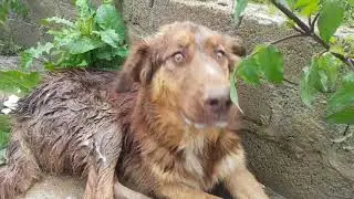 The Power of Love - The rescue of Max the dog