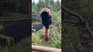With wide, curious eyes, a red panda is sitting on a branch staring at me