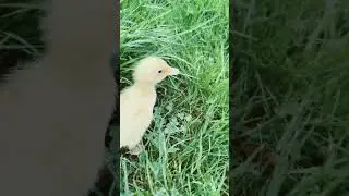 That other duck edit #duck #phonk #edit #remix