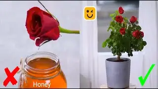25 GENIUS IDEAS FOR YOUR GARDEN | Gardening Hacks and Tips
