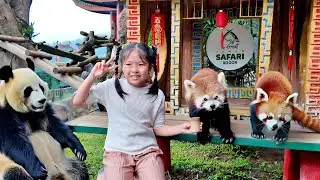 Kasih Makan Red Panda dan Panda Lucu - Mengenal Binatang untuk Anak Anak