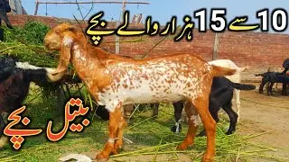 Beetal Goat Kids Lahore Mandi | Amritsari Beetal Kids | Beetal Goat baby 2023