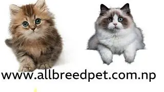 cat shop in kathmandu nepal www.allbreedpet.com.np