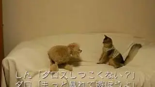 「ダロス」と「しんのすけ」楽しい遊び！  by Xacti DMX-CA65
