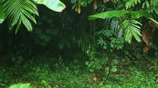 The Garden That Breathes with Rain – A Place Where Time Slows Down