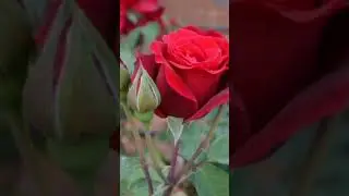 Borne Gondhe /S. D. Burman /#cover by Tanushree Chakrabortty. #shorts #trending #music #song .