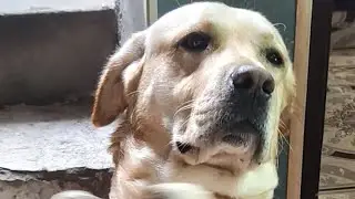Labra Moli🧿 is live!🙏🏻🐕💕