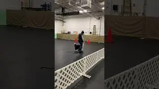 Rudy Obedience 1/2/26