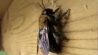 EASTERN CARPENTER BEE CLOSE UP in HD