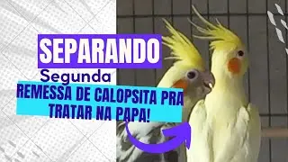 Separando segunda remessa de calopsita pra tratar na papa! #aves #calopsita 