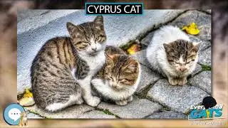 Cyprus cat 🐱🦁🐯 EVERYTHING CATS 🐯🦁🐱