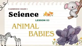 Cambridge Grade 1 Science Lesson 03 | Animal Babies | Study Bee