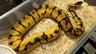 Пастель Super Enchi Ball Python