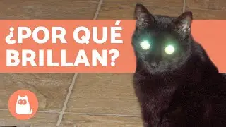 ¿Por qué brillan los ojos de los gatos?
