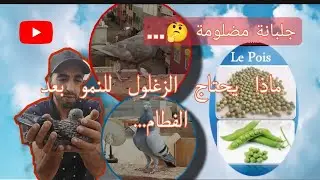 كيفية التعامل مع الزغليل بعد الفطام.. +الدفاع عن حقوق الجلبانة المضلومة 😨
