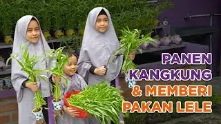 Panen Kangkung & Memberi Pakan Lele - Asrama Balikpapan