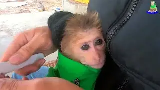 Baby Monkey Asher is so cute when he's young