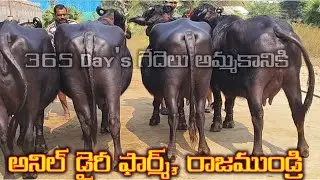 cell ; 9912167576 / 9963447377 I anil Dairy Farm Rajahmundry ￼#cattleworld 