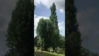 Lombardy poplar - trees - July 2019