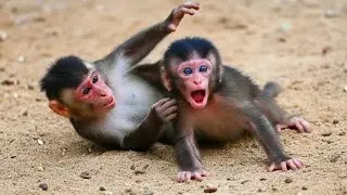 OMG! Adorable Baby Monkey's First Crawl with Mom!