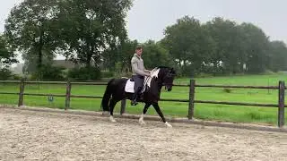 Approved Barock Pinto 6 year stallion