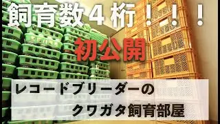 【飼育数４桁】20年掛けて辿り着いたブリードルームを紹介します【クワガタ飼育部屋】