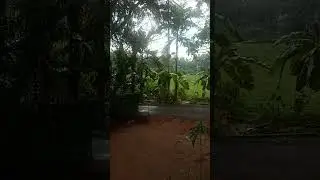 💜🍄🌾🌿☘️#keralarain #rain #mansoon