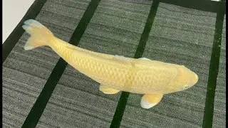 T.K.P. Telford Koi Pond - Video 49 - A Look Back and Guess the Name the Chagoi Competition.