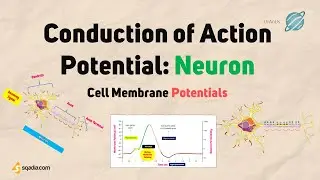 Cell Membrane Potentials | Conduction of Action Potential: Neuron