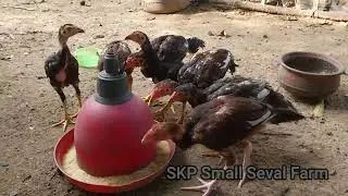 Sanda Seval | Kattu Seval | @SKPSmallSevalFarm