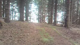 D&aring;vildt i l&oslash;b.