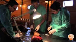 VetCo - Equine Sport Medicine 2014