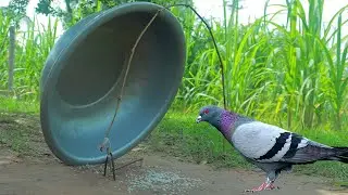 High Effective Unique Creative Bird Trap Technique - Traps vs Bird