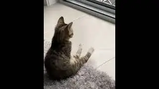 The way this kitty's sitting