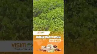 Cashew Market Update: Should Global Buyers Lock In or Wait as 2025 Closes?
