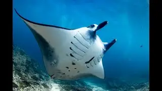Дайвинг с мантами на Нуса-Пениде &mdash; волшебство подводного Бали 🐠