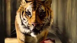 Life of Pi - Movie Clip - He is an Animal