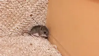 Deermouse trapped and released