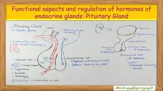 Functional Aspects & Regulation of Pituitary Gland Hormones | Endocrine System.