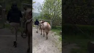 Ride till I can&rsquo;t no more #music #horse #italy #farm #travel #song #basketball