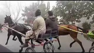 بادشاہ گھوڑا || چندہ مچھی والے کا || ریس ٹرائی