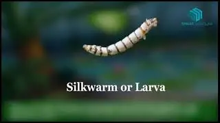Life cycle of silk moth #trendingshorts #viral #viralshorts #biology #students #study #class6 