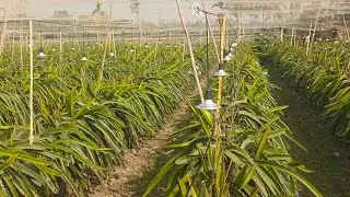 Dragon fruit grow light ,big farm, Assam 