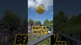 Giant Yellow 