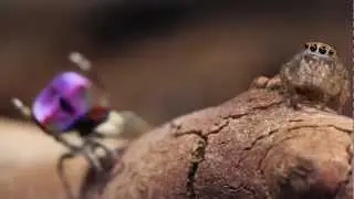 Peacock Spider 6 (Maratus mungaich)