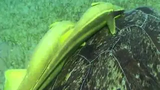 A film by Janine Gartshore - A student of Underwater Cameraman Jeff Goodman's video and edit courses