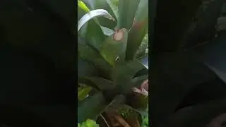 6 plantas   que se adapta  bem em madeiras secas fica maravilhoso 🌺🌺
