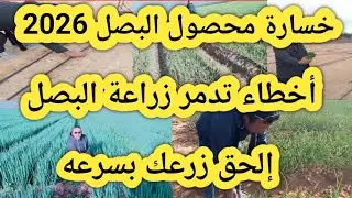 خسارة كبيرة في زراعة البصل 2026 و أخطاء كبيرة تدمر المحصول فيديو هام جدا جدا اوعي يفوتك 